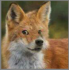 Avatar of Wergez used on the elitepvpers forum.